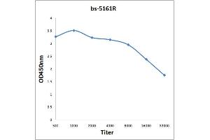 Antigen: 0. (CAPZA1 antibody  (AA 201-286))