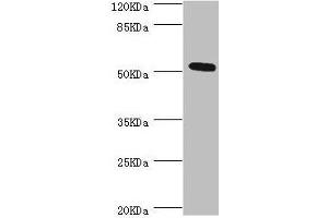 Western blot All lanes: ZC3HC1 antibody at 0. (ZC3HC1 antibody  (AA 1-260))