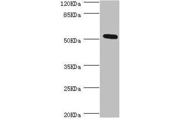ZC3HC1 anticorps  (AA 1-260)