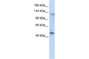 WB Suggested Anti-ZNF197 Antibody Titration:  0. (ZNF197 antibody  (Middle Region))
