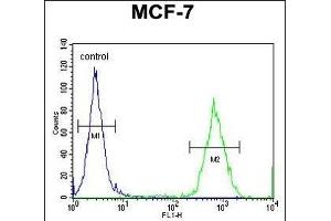 GPD1L Antibody (N-term) (ABIN654680 and ABIN2844374) flow cytometric analysis of MCF-7 cells (right histogram) compared to a negative control cell (left histogram).