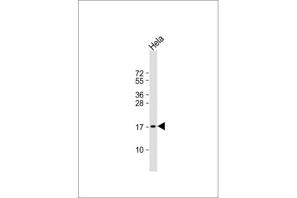PTP4A2 anticorps  (AA 32-59)