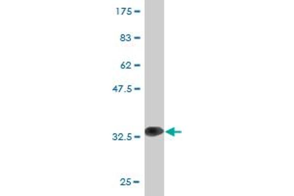 GAN antibody  (AA 534-597)