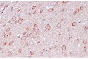 Immunohistochemistry of paraffin-embedded Rat brain using RPL32 Polyclonal Antibody at dilution of 1:100 (40x lens). (RPL32 antibody)