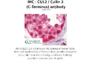 Image no. 1 for anti-Cullin 2 (CUL2) antibody (ABIN1733377) (Cullin 2 antibody)