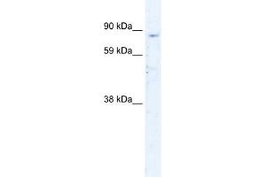WB Suggested Anti-SIRT1 Antibody Titration:  0. (SIRT1 antibody  (N-Term))