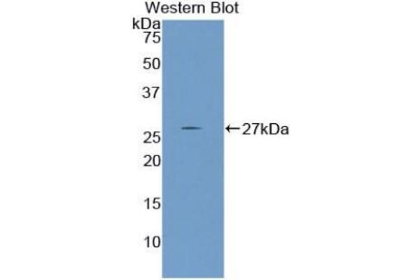 Nephronectin antibody  (AA 49-255)