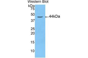 Western blot analysis of the recombinant protein. (Arrestin 3 antibody  (AA 262-430))