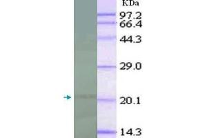 WB analysis of recombinant IL18, using IL18 antibody (1/1000 dilution). (IL-18 antibody  (full length))