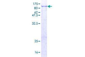 ALOXE3 Protein (AA 1-711) (GST tag)