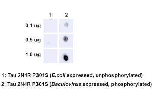 Dot Blot analysis using Rabbit Anti-Tau Monoclonal Antibody, Clone AH36 (ABIN6932905). (tau antibody  (pSer202, pThr205) (PerCP))