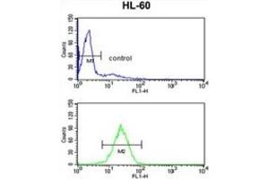 Flow Cytometry (FACS) image for anti-Hydroxysteroid (17-Beta) Dehydrogenase 7 (HSD17B7) antibody (ABIN3002789) (HSD17B7 antibody)