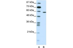 WB Suggested Anti-NR1D2 Antibody Titration:  0. (NR1D2 antibody  (C-Term))