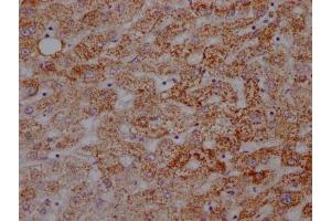 IHC image of ABIN7127353 diluted at 1:100 and staining in paraffin-embedded human liver tissue performed on a Leica BondTM system. (Recombinant ATP5A1 antibody)