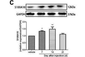 Minocycline reverted the A1/A2 ratio of reactive astrocytes and relieved mechanical allodynia in rats after SMIR. (GAPDH antibody)