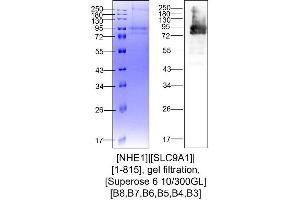 Western Blotting (WB) image for Solute Carrier Family 9, Subfamily A (NHE1, Cation Proton Antiporter 1), Member 1 (SLC9A1) (AA 1-815) protein (Strep Tag) (ABIN3095575)