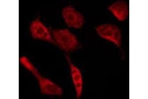 ABIN6276254 staining Hela by IF/ICC. (OR52A5 antibody  (Internal Region))