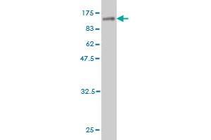 ZSCAN12 antibody  (AA 1-604)