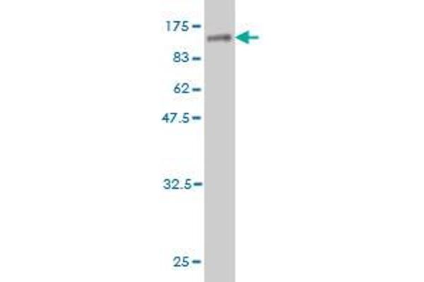 ZSCAN12 antibody  (AA 1-604)