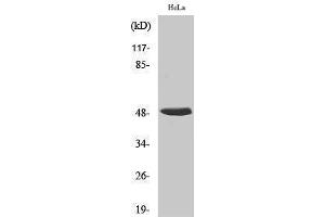 Western Blotting (WB) image for anti-Heterogeneous Nuclear Ribonucleoprotein H1 (H) (HNRNPH1) (Internal Region) antibody (ABIN3185064) (HNRNPH1 antibody  (Internal Region))