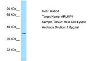 Image no. 1 for anti-ADP-Ribosylation-Like Factor 6 Interacting Protein 4 (ARL6IP4) (AA 198-247) antibody (ABIN6750156)