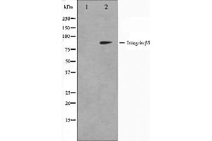Western blot analysis on COS7 cell lysate using Integrin beta-5 Antibody. (Integrin beta 5 antibody  (C-Term))