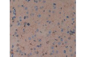 IHC-P analysis of Mouse Tissue, with DAB staining. (TNFRSF19 antibody  (AA 222-363))