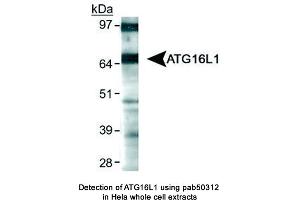 Image no. 1 for anti-ATG16 Autophagy Related 16-Like 1 (ATG16L1) (AA 1-100) antibody (ABIN363621) (ATG16L1 antibody  (AA 1-100))