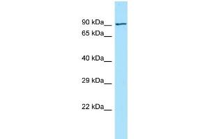 WB Suggested Anti-FCHO2 Antibody Titration: 1. (FCHO2 antibody  (N-Term))