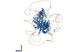 AlphaFold protein structure predicition of Human Recombinant ALPK1 Protein, UniprotID Q96QP1 (ALPK1 Protein (AA 1-1244) (His tag))