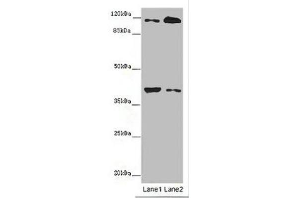 Allergin-1 antibody  (AA 249-343)