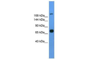 WB Suggested Anti-Myh7 Antibody Titration: 0. (MYH7 antibody  (Middle Region))