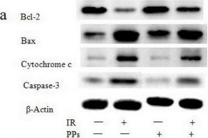 PPs (200 mg/kg bwt/d) inhibits the expression levels of Bax, cytochrome c and caspase-3 induced by irradiation (7 Gy) and inceases the expression levels of Bcl-2 in spleen (n = 6). (beta Actin antibody  (AA 1-375))