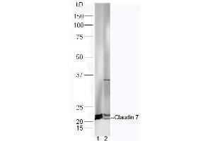 Lane 1: Mouse intestinal lysates Lane 2: Mouse brain lysates probed with Anti-Claudin 7 Polyclonal Antibody, Unconjugated (ABIN1714512) at 1:300 in 4˚C. (Claudin 7 antibody  (AA 21-100))
