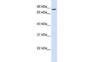 WB Suggested Anti-PIK3R5 Antibody Titration: 0.