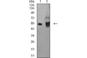 Western blot analysis using ALDH1A1 mouse mAb against HepG2 (1) and A549 (2) cell lysate.