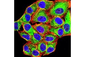 Immunofluorescence analysis of Hela cells using MYLK mouse mAb (green). (MYLK antibody  (AA 1375-1524))