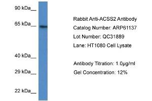 Western Blotting (WB) image for anti-Acyl-CoA Synthetase Short-Chain Family Member 2 (ACSS2) (N-Term) antibody (ABIN786342) (ACSS2 antibody  (N-Term))