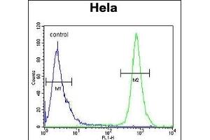 TRPC3 Antibody (N-term) 10175a flow cytometric analysis of Hela cells (right histogram) compared to a negative control cell (left histogram). (TRAPPC3 antibody  (N-Term))