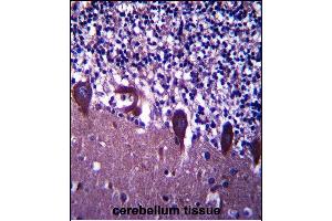 TLE6 Antibody (N-term) (ABIN657408 and ABIN2846448) immunohistochemistry analysis in formalin fixed and paraffin embedded human cerebellum tissue followed by peroxidase conjugation of the secondary antibody and DAB staining. (TLE6 antibody  (N-Term))