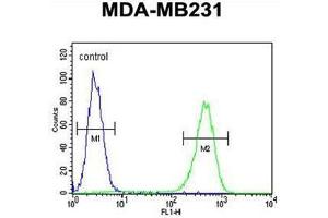 AMACR Antibody (C-term) flow cytometric analysis of MDA-MB231 cells (right histogram) compared to a negative control cell (left histogram). (AMACR antibody  (C-Term))