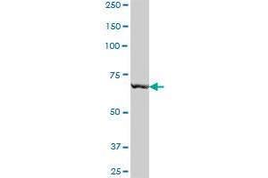 RARS MaxPab polyclonal antibody. (RARS antibody  (AA 1-660))