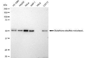 Western blotting analysis using Glutathione-disulfide reductase antibody (ABIN7798754). (Recombinant Glutathione Reductase antibody)