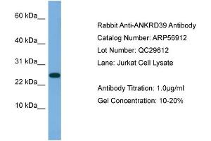 WB Suggested Anti-ANKRD39  Antibody Titration: 0. (ANKRD39 antibody  (N-Term))