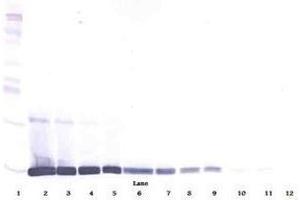Image no. 3 for anti-Leptin (LEP) antibody (ABIN465028)