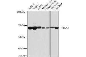 NR5A2 + LRH1 antibody  (AA 1-140)