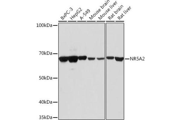NR5A2 + LRH1 antibody  (AA 1-140)