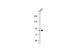Anti-SEG Antibody (Center) at 1:1000 dilution + T47D whole cell lysate Lysates/proteins at 20 μg per lane. (SEMA3G antibody  (AA 216-244))