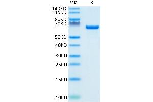 Albumin Protein (ALB) (AA 25-609) (His-Avi Tag,Biotin)