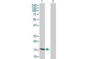 Western Blot analysis of C7orf44 expression in transfected 293T cell line by C7orf44 MaxPab polyclonal antibody. (C7orf44 antibody  (AA 1-146))